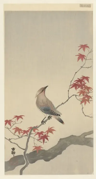 Japanse pestvogel op esdoorn.