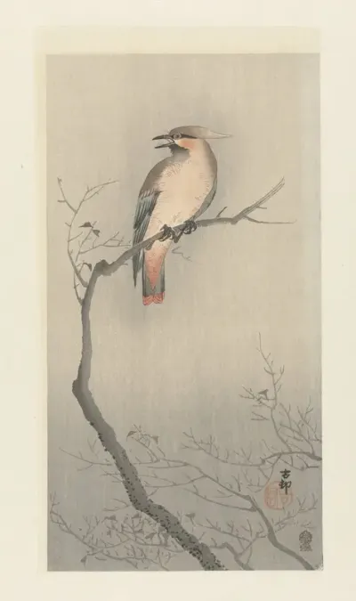 Japanse pestvogel op tak