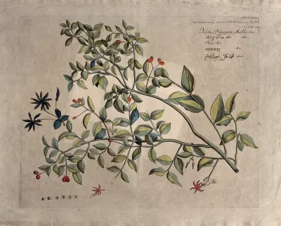 Jasmine (Jasminum angustifolium Willd.): branch with flowers and fruit and separate inflorescence, flower and fruits