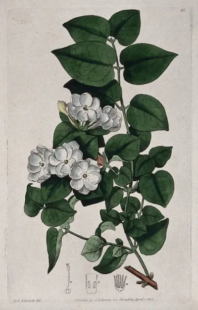 Jasmine (Jasminum hirsutum): flowering stem and floral segments