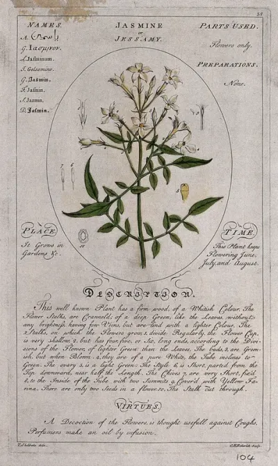 Jasmine (Jasminum officinale L.): flowering stem with floral segments and a description of the plant and its uses