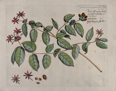 Jasmine (Jasminum pubescens Roxb.): branch with flowers and fruit and separate flowers, fruit and seeds