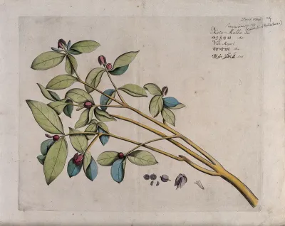 Jasmine (Jasminum species): branch with flowers and fruit and separate sections of flowers and fruits with seed