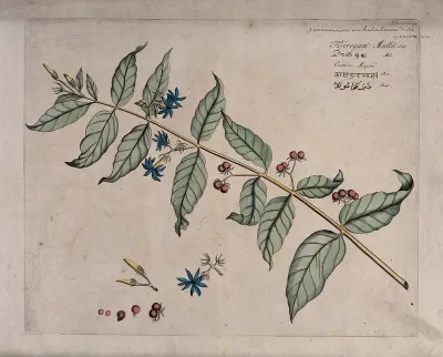Jasmine (Jasminum undulatum Willd.): branch with flowers and fruit, separate flowers, fruit and sectioned fruit with seeds
