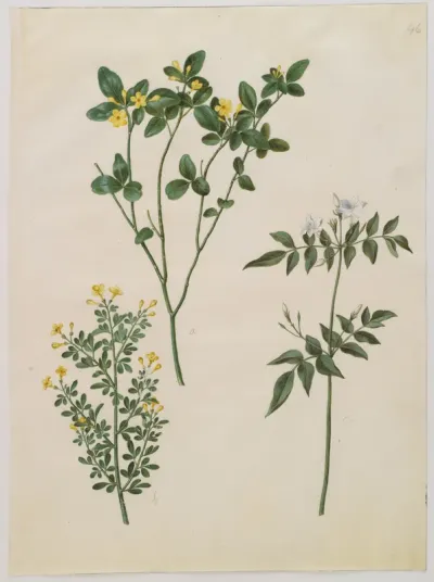 Jasminum odoratissimum (stue-jasmin); Jasminum fruticans (busk-jasmin); Jasminum grandiflorum (duft-jasmin)