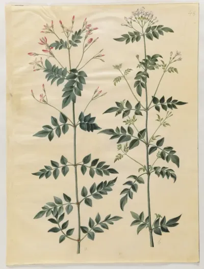 Jasminum officinale (læge-jasmin)