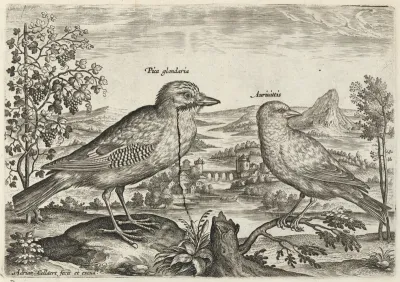 Jay and Finch