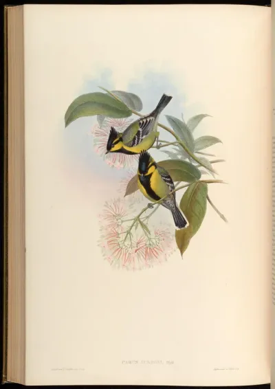 Jerdon's Tit