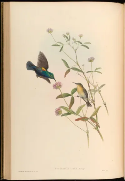 Jericho Sun-bird