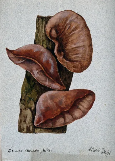 Jew's ear fungus (Hirneola auricula-judae): three fruiting bodies on wood