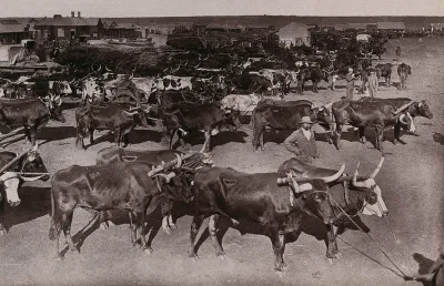 Johannesburg, South Africa: bullocks yoked to loaded wagons at the morning market