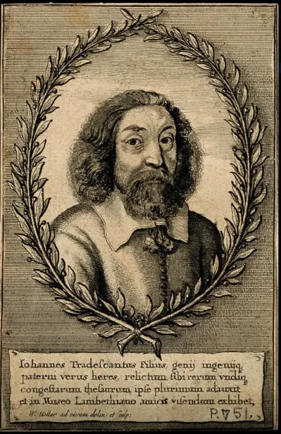 John Tradescant II