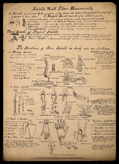 Joints of the human body: annotated illustrations, with proportions marked