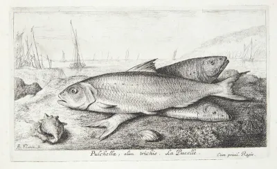 Jomfrufisk (Pulchella, olim trichis)