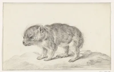 Jong beertje (?)