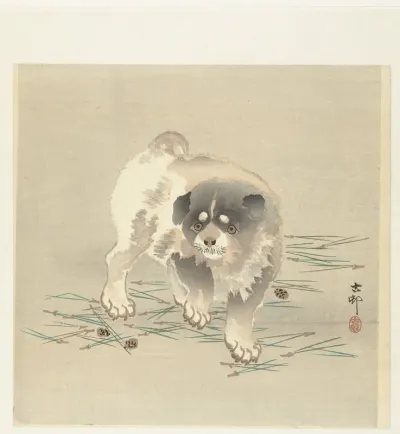 Jonge hond