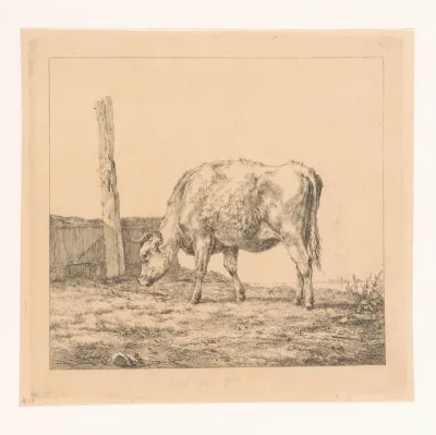 Jonge koe