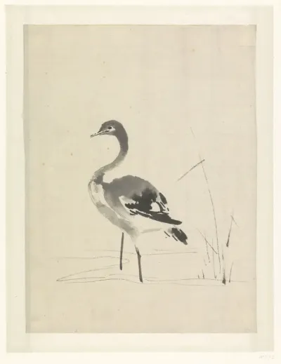 Jonge kraanvogel