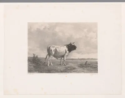 Jonge loeiende stier