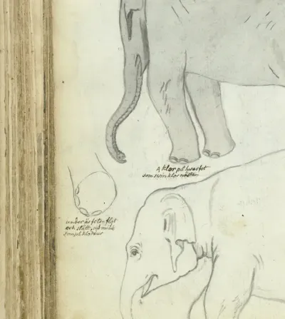 Jonge olifant