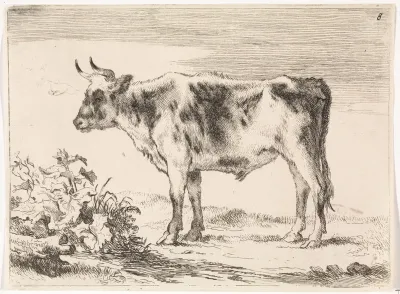 Jonge os