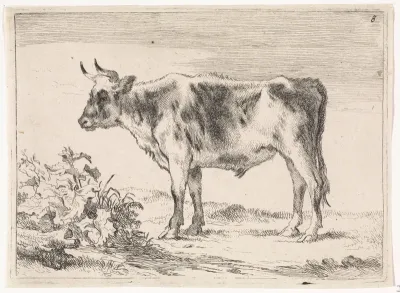 Jonge os