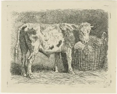 Jonge stier