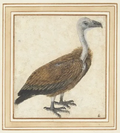 Jonge vale gier (Gyps fulvus)