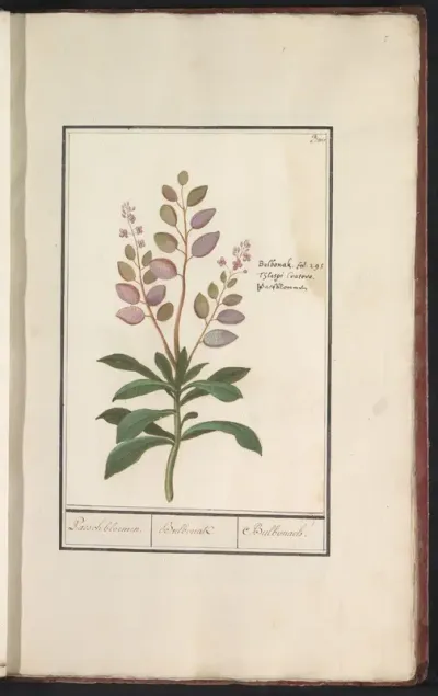 Judaspenning (Lunaria annua)