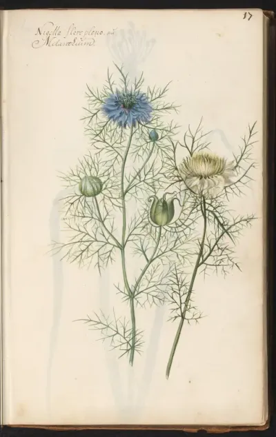Juffertje-in-het-groen (Nigella damascena)