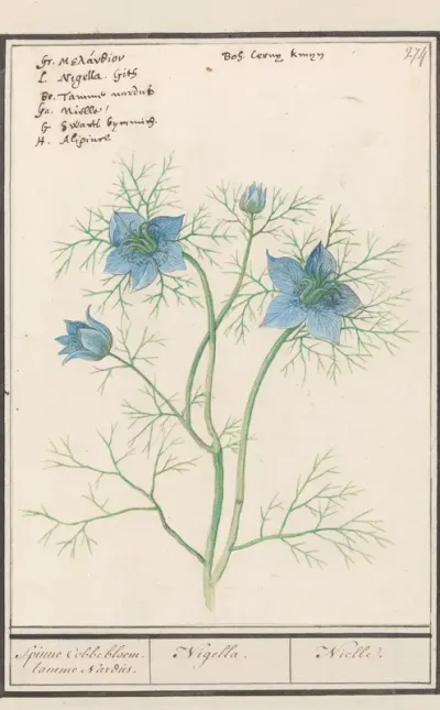 Juffertje-in-het-groen (Nigella Damascus)