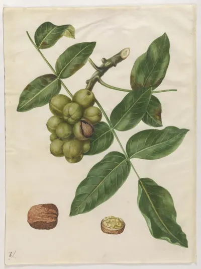 Juglans regia (almindelig valnød)