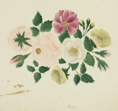 June Roses