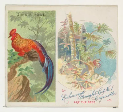 Jungle Fowl, from Birds of the Tropics series (N38) for Allen & Ginter Cigarettes
