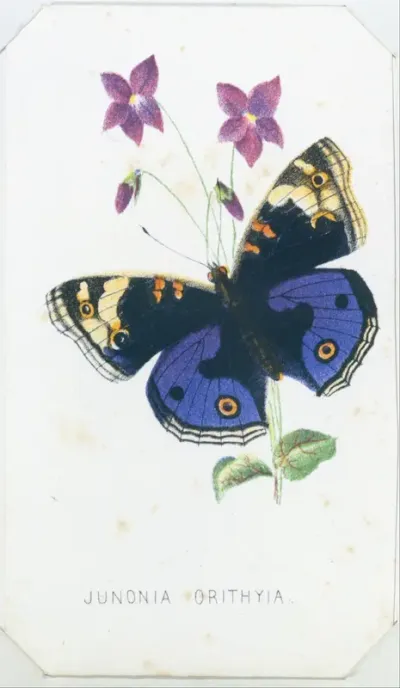 Junonia Orithyia from The Butterflies and Moths of America Part 1