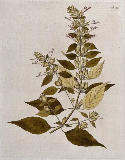 Justicia martinicensis Jacq.: flowering stem