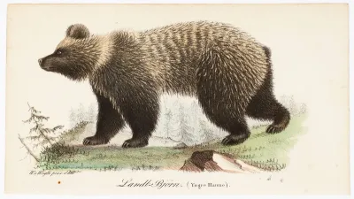 Juvenile Bear, Male, Illustration for Tidskrift för jägare och naturforskare (No. 4/1832)