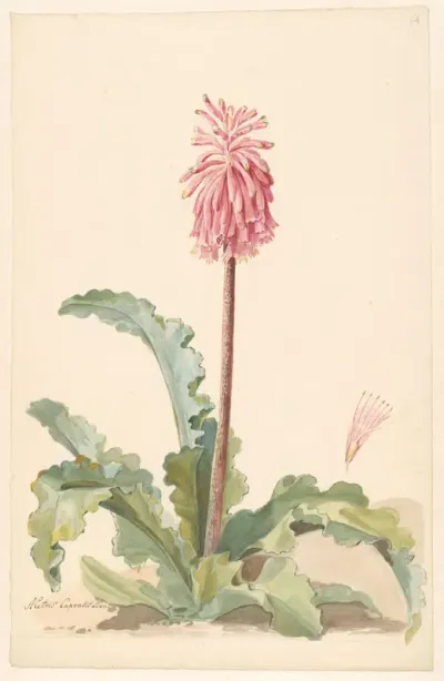 Kaapse Aletris in landschap met detail van stamper
