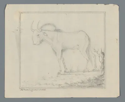 Kaapse stier