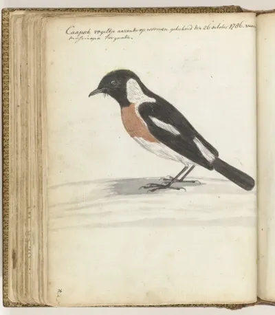 Kaapse vogel