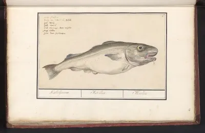 Kabeljauw (Gadus morhua)