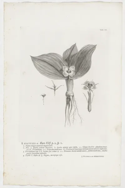 Kaempferia galanga