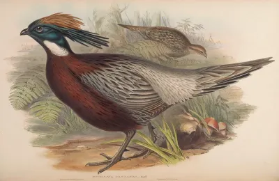 Kafiristan Pucras Pheasant