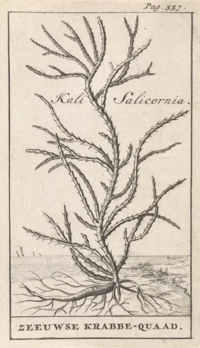 Kali Salicornia / Zeeuwse Krabbe-quaad