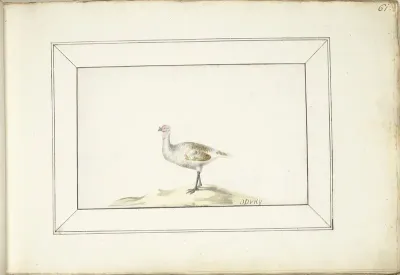 Kalkoen