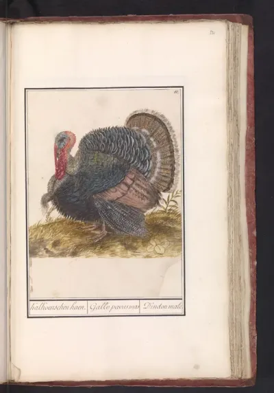 Kalkoen (Meleagris gallopavo)
