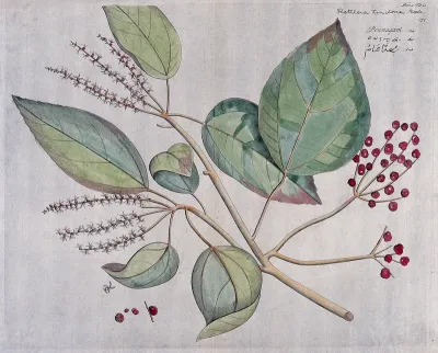Kamala (a species of Mallotus): branch with flowers and fruit, separate flower and fruit and cross-section of fruit with seed