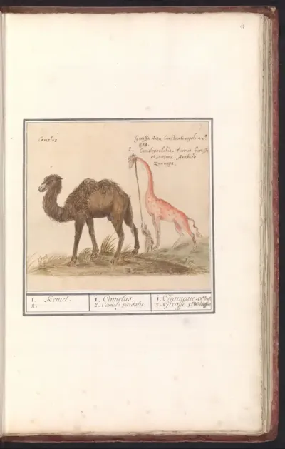 Kameel (Camelus ferus bactrianus) en giraffe (Giraffa)