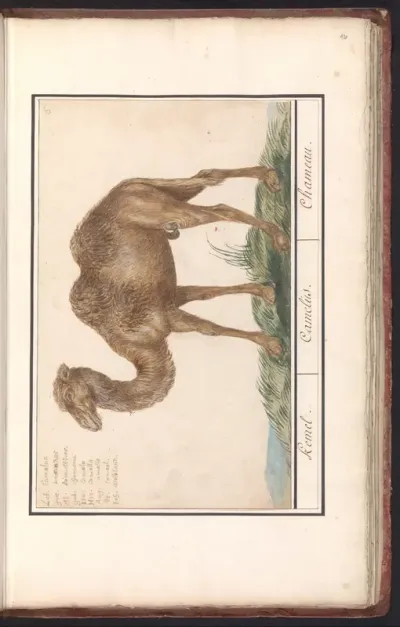 Kameel (Camelus ferus bactrianus)