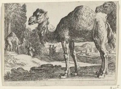 Kamelen